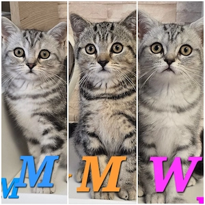 BKH Kitten Kätzchen Babykatze Männchen Weibchen black silver tabby golden tabby