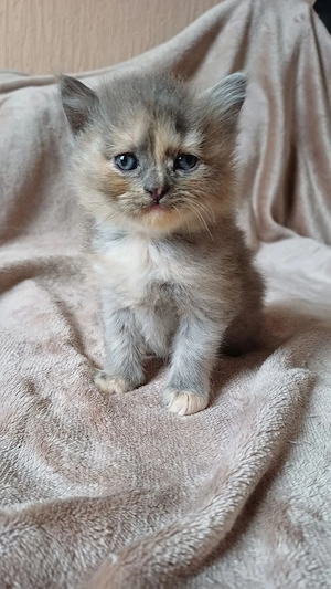 Wunderschöne BLH Kitten suchen Dich!
