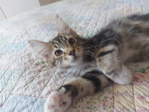 Main-coon kitten  2  (kater ) 
