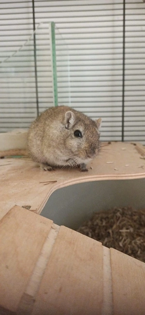 Rennmaus Livy (2,5Jahre, weiblich) abzugeben