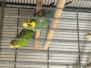 Wellensittichpärchen abzugeben 