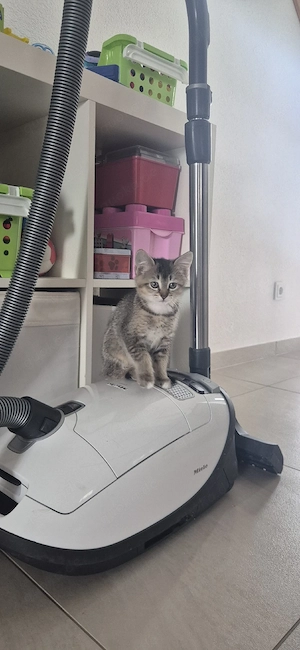 Baby Katzen