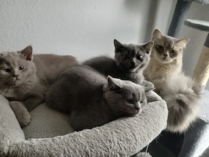 Süße Kitten 