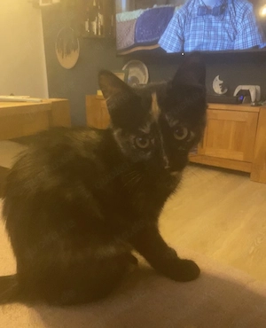 Junge Kitten abzugeben 