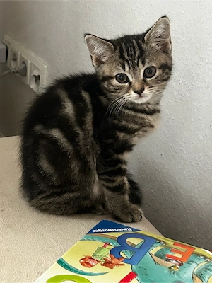 Verschmuste BKH Kitte abzugeben 