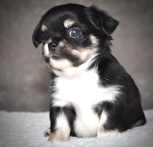 Hübsche Chihuahua-Welpen suchen verantwortungsvolle Familien     