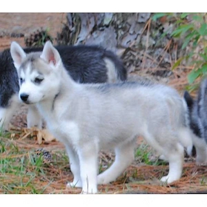 Siberian Husky Welpen