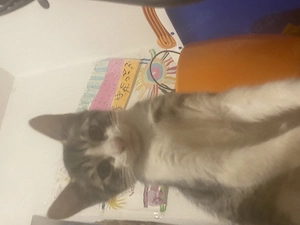 Junger Kater abzugeben 