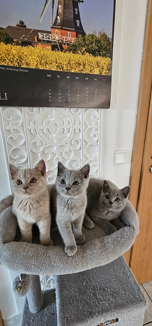 Bkh Kitten Reinrassig