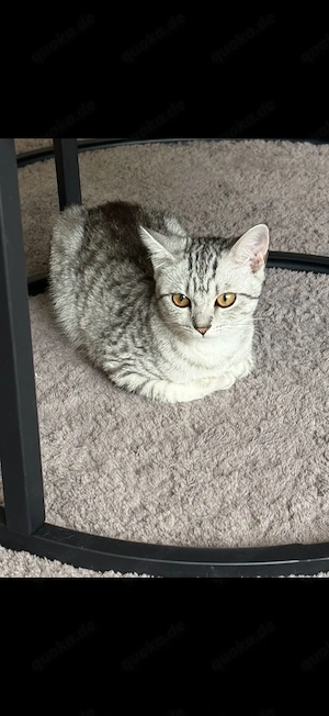 Katze zu verkaufen 