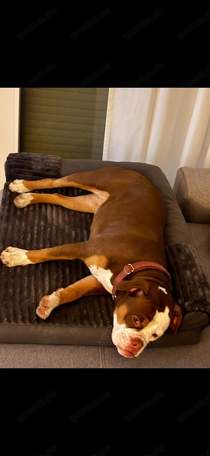 Old englisch Bulldogge 