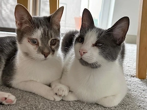Kater Lucio sucht neue Familie und möchte seinen Bruder mitbringen