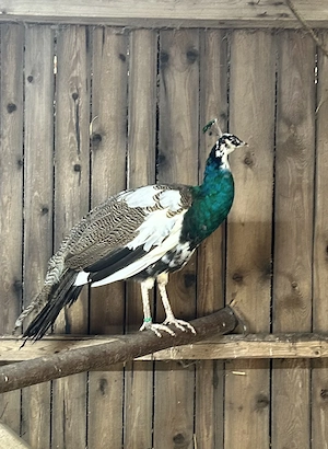 Pfau - Hahn - Harlekin - Schecke -