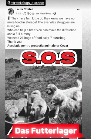 Tierschutz Spenden 