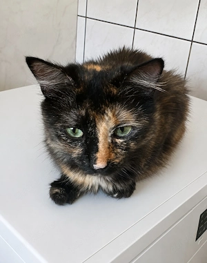 Toffy cat  sucht ihr Glück!