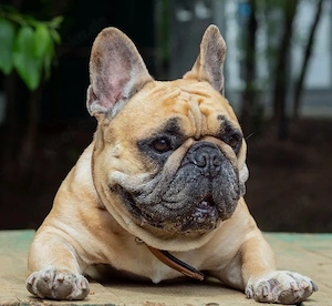 Französische Bulldogge Rüde 