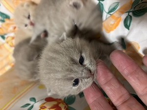 Zauberhafte BKH Kitten abgabebereit ab dem   Bild 5