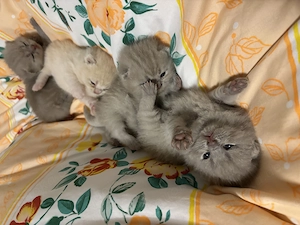 Zauberhafte BKH Kitten abgabebereit ab dem  