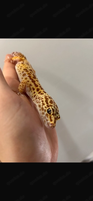 Leopardgeco zum Verschenken 