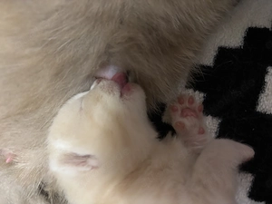 Zauberhafte BKH Kitten abgabebereit ab dem   Bild 3