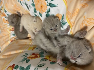 Zauberhafte BKH Kitten abgabebereit ab dem   Bild 6