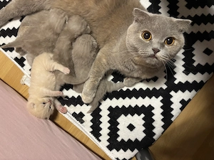 Zauberhafte BKH Kitten abgabebereit ab dem   Bild 4