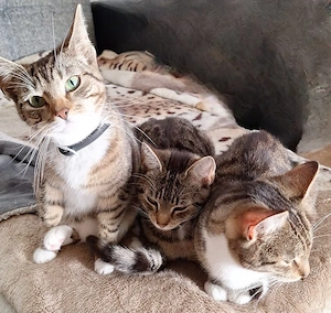 Amy Abby und Dobby suchen ein liebevolles Zuhause