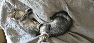 2 Katzenkinder suchen ein neues Zuhause