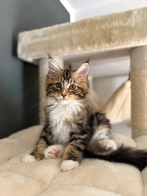 Maine Coon Kitten 
