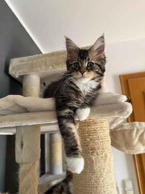 Maine Coon Kitten 