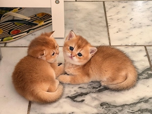 Liebevolle BKH Kitten (Golden Shaded) suchen ein neues Zuhause 