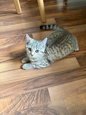 BKH kitten sucht ein liebevolles Zuhause! Bild 3
