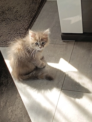 Katzenbaby-kitten