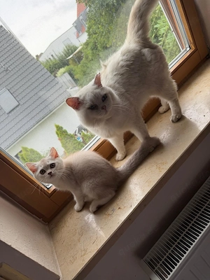 BKH Zwei Eine Seelenkatzen zum Verlieben   Umka & Musja suchen ihr Herzenszuhause