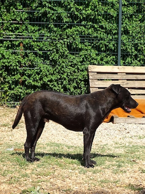 1j Labrador Mix Rüde 20kg 50cm BUNDESWEIT ausreisebereit  