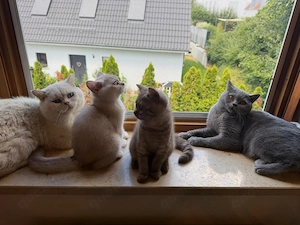 BKH Zwei Eine Seelenkatzen zum Verlieben   Umka & Musja suchen ihr Herzenszuhause