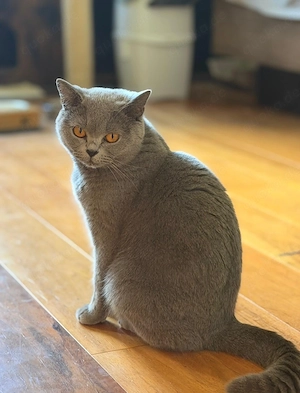 BKH Ausnahmetalent Barsik: Ein edler Kater, der Befehle versteht und fast spricht!