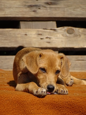 Pinscher Mix Hündin 3kg 4Mon BUNDESWEIT ausreisebereit aus Kroatien 