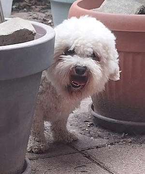 Reinrassige Bichon Frise Hündin, ca. 4 Jahre alt, aus Rumänien 
