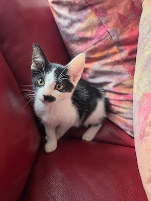 Kitten Katzen babys 1 Kater 