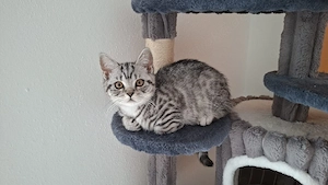 BKH Kitten Mädchen 