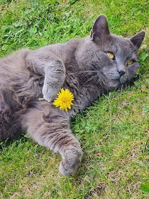 BKH Ausnahmetalent Barsik (4 J.): Ein edler Kater, der Befehle versteht und fast spricht!