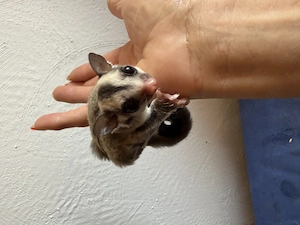 Sugar Glider Mädels 