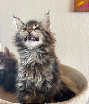 Maine Coon Kätzchen XL