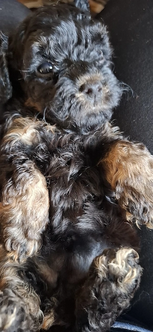 Yorkshire Pudel Mix