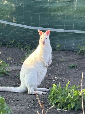 Wallaby - Bennett Känguru - Jungtiere und Zuchttiere