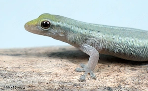 0.2 Lygodactylus conraui Ghana