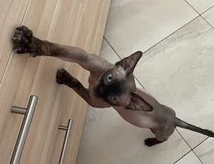 Sphynx Kater 1,5 Jahr alt, kastriert 