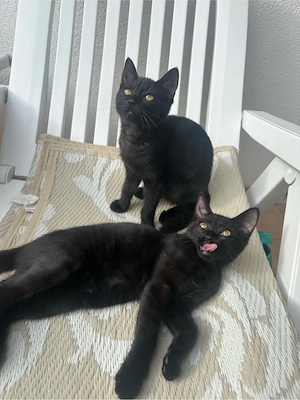 2 katzenbabys abzugeben! (ein männchen, ein weibchen)