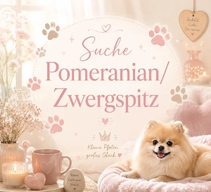 Suche Pomeranian Zwergspitz